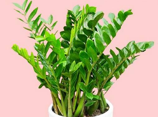 50种常见花卉浇水技巧,50种花卉种植技巧