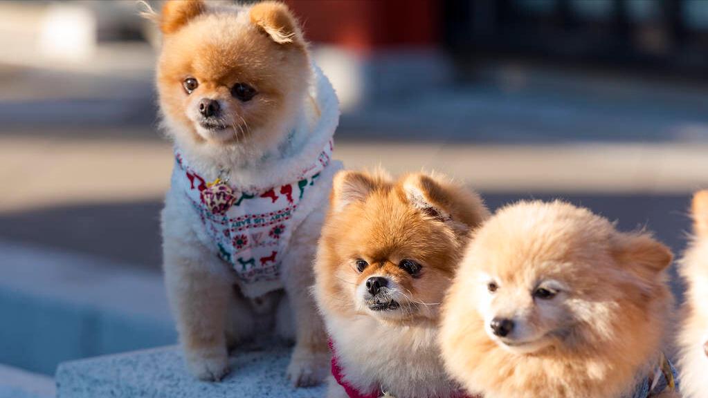 什么品种的狗狗适合有孩子家庭养,如何挑选适合自己的狗狗品种