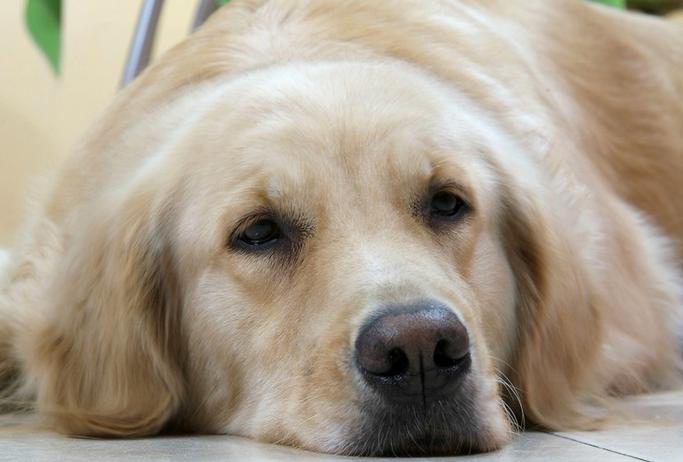 狗狗不吃东西没精神还呕吐腹泻,狗狗拉稀便反反复复是什么情况