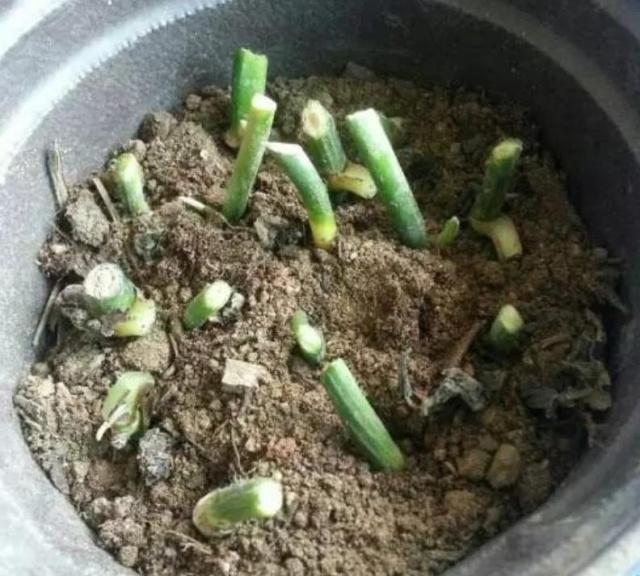 不会扦插的花怎么办,不会养花只养绿萝