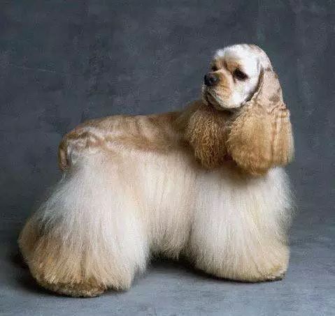 45只名犬排行,45种名犬您都认识吗