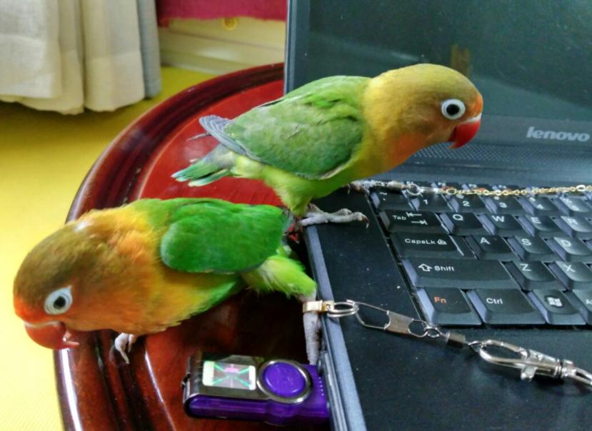 对“啥都吃”的牡丹鹦鹉，可别乱喂，辣椒、巧克力这是鸟能吃的吗