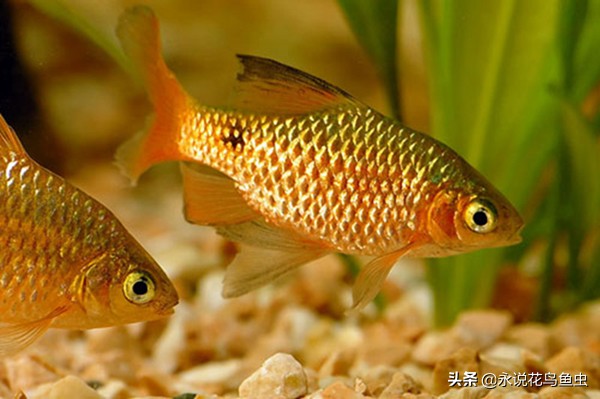 推荐一些好养的漂亮的小型热带鱼 (十大最好养又好看的热带鱼)