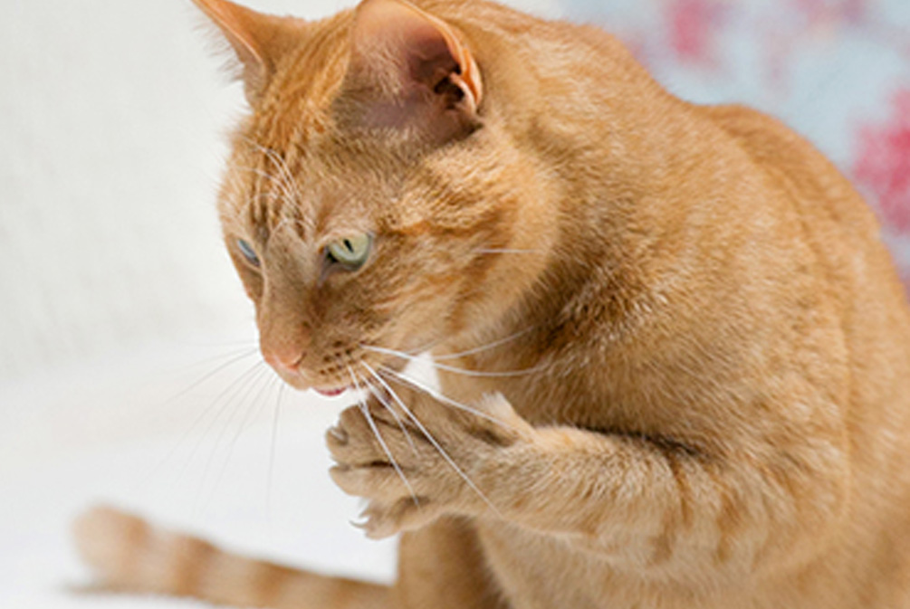 什么是莱姆病症状,为什么莱姆病叫莱姆病