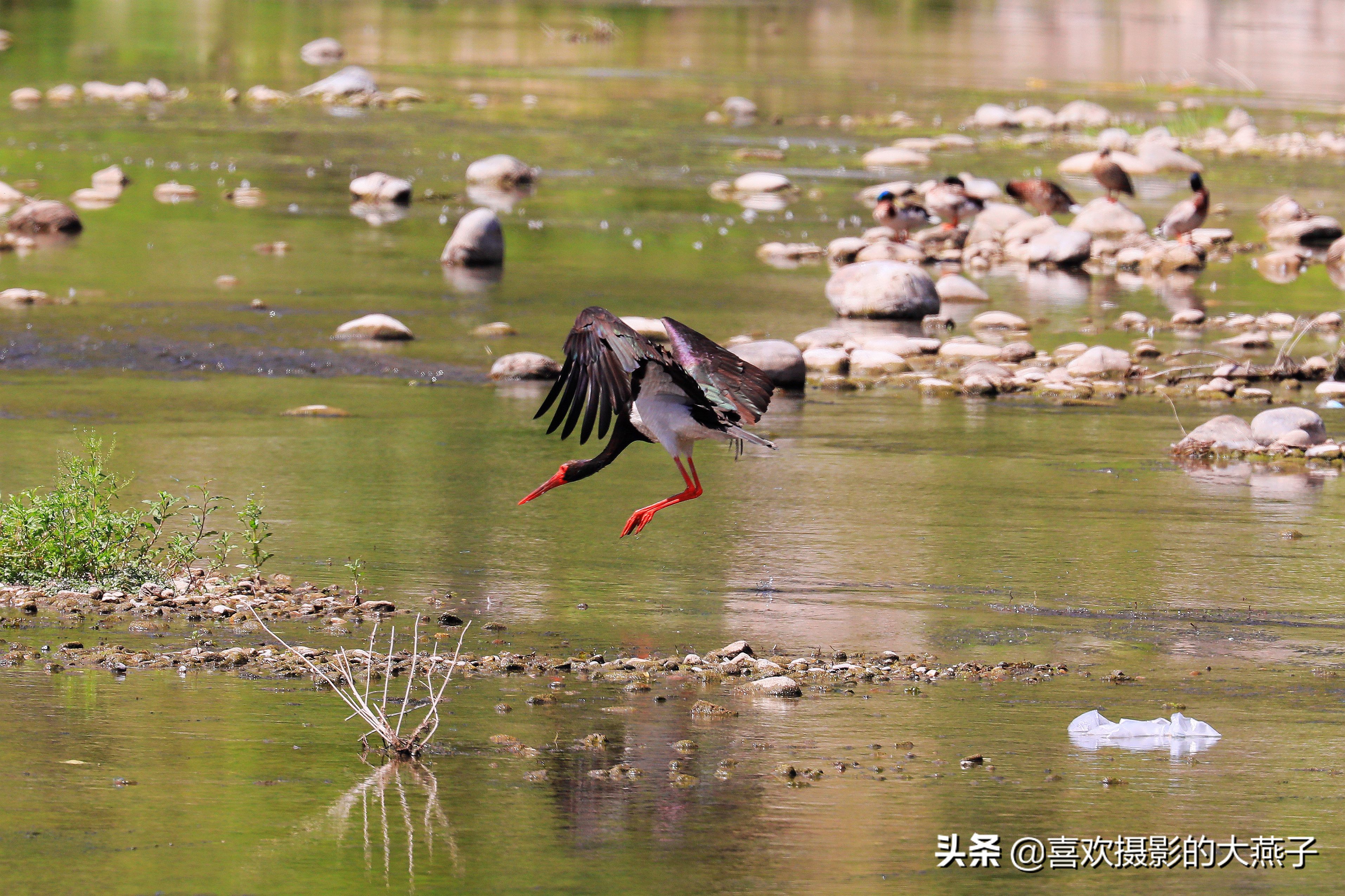 慕名前往十渡黑鹳之乡小有收获