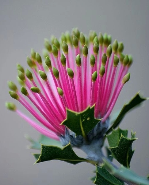 奇花异草大全罕见图文,极其罕见的奇花异草