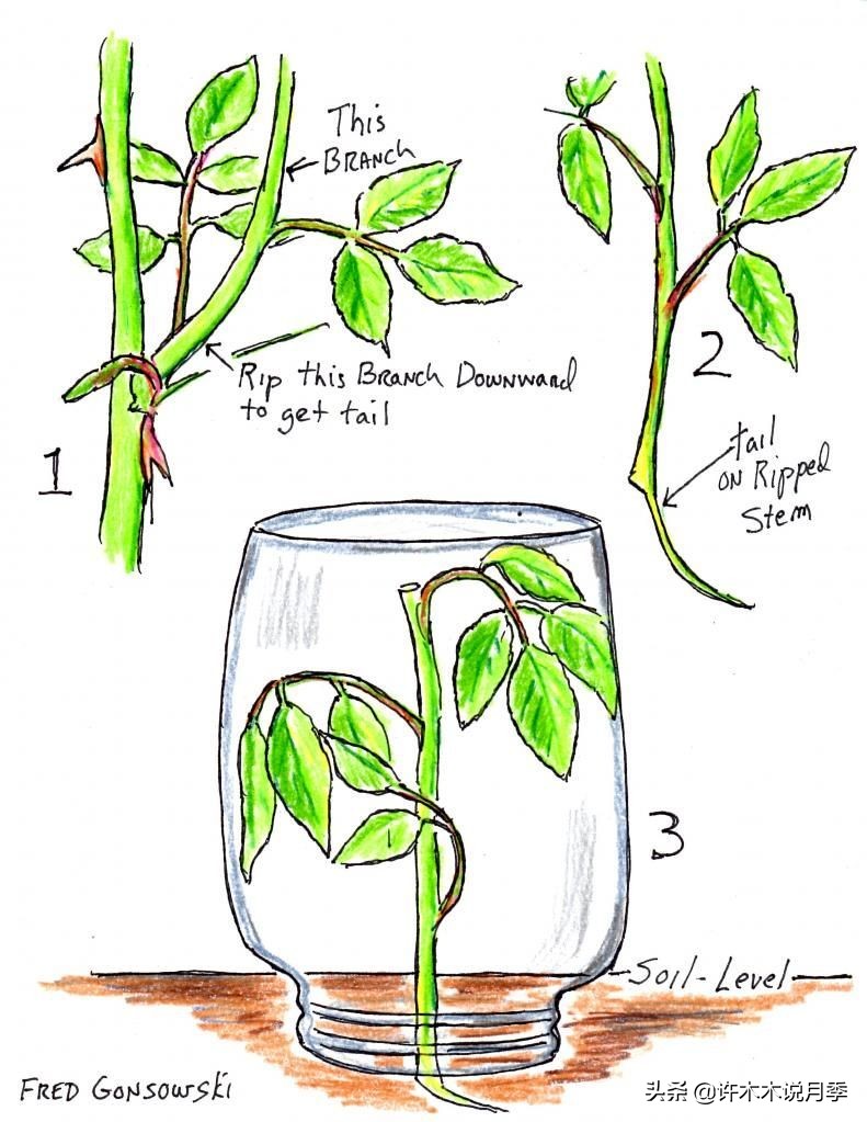 嫁接爬藤月季跟扦插的怎么区分 (蔷薇嫁接月季再扦插能不能生根)