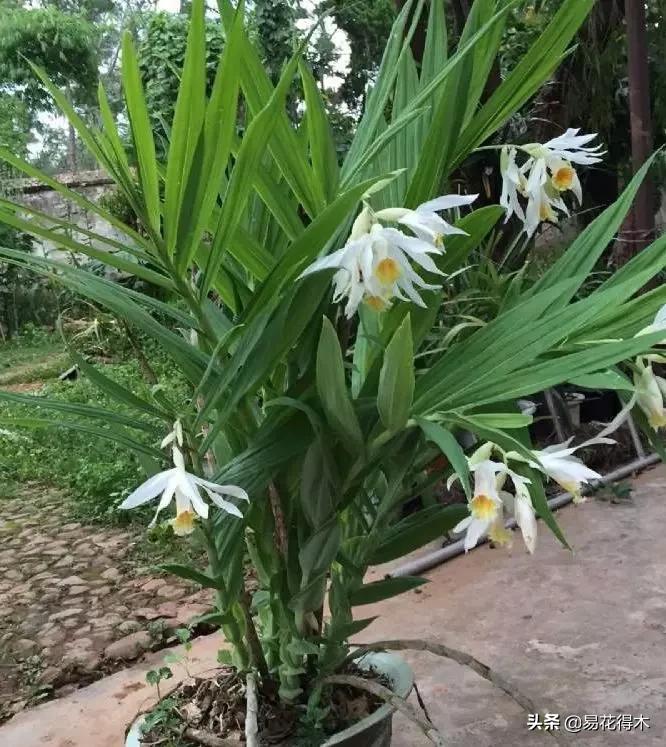 笋兰是名贵兰花吗,深山里又发现好多珍贵兰花品种