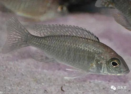 三湖慈鲷马鲷孔雀珍珠系能长多大,三湖慈鲷之孔雀