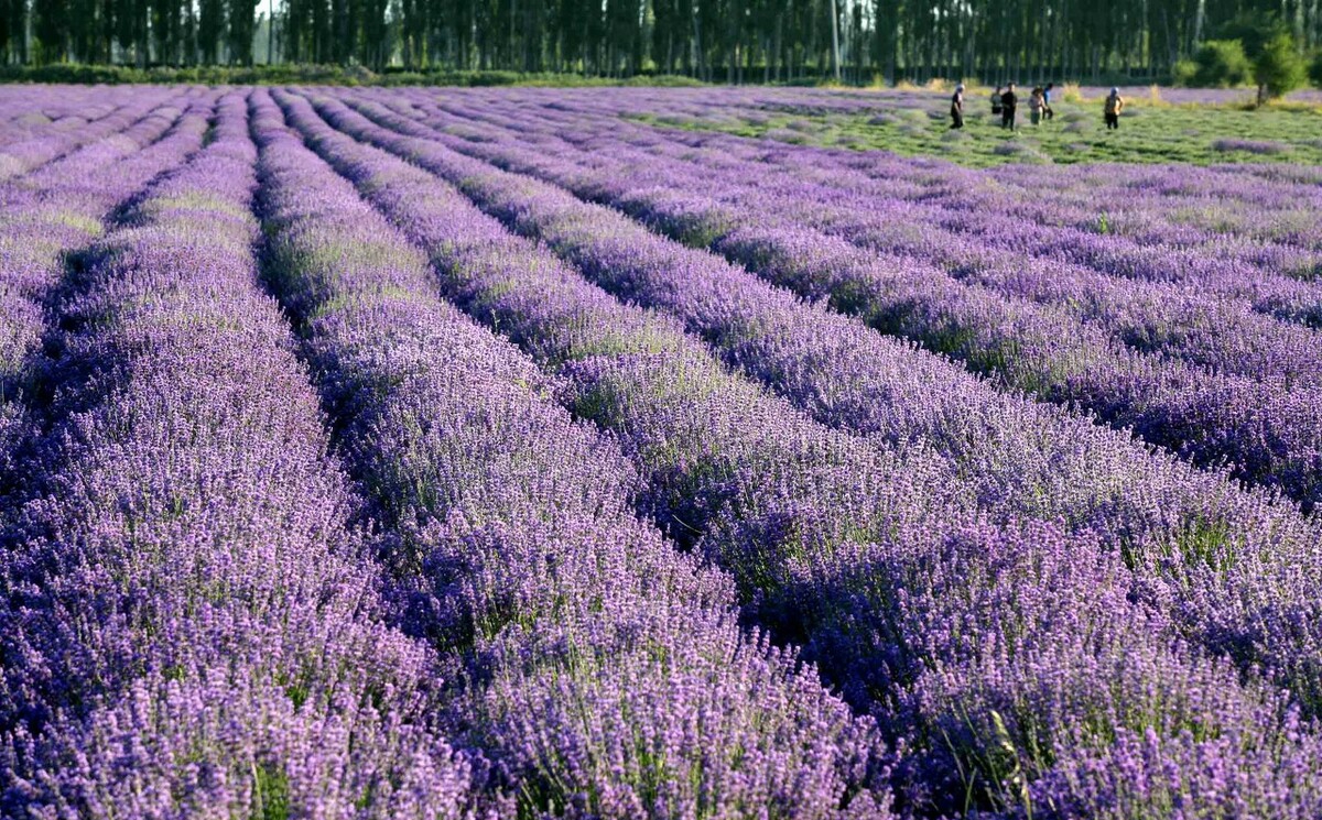 伊犁霍城薰衣草普罗旺斯,霍城薰衣草和北海道普罗旺斯