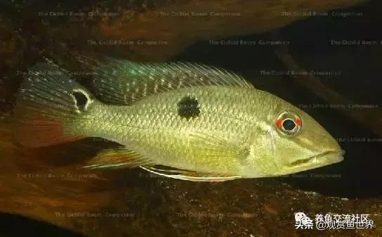 食土鲷一般多大尺寸,食土鲷哪个品种小一点