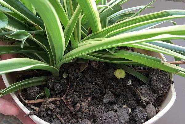 怎么把金边吊兰养得又矮又壮,金边吊兰爆盆了怎么养护