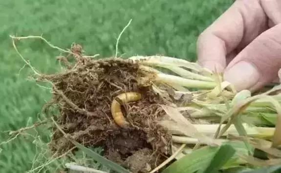 防治蔬菜地下害虫的无公害农药,蔬菜害虫种类及防治ppt