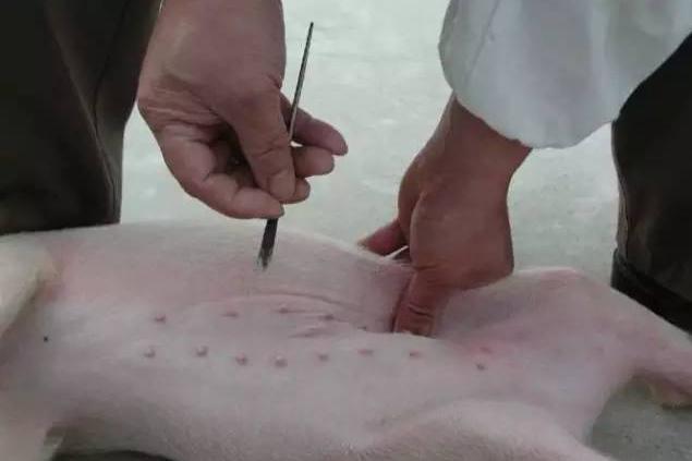 养猪技术丨养猪人马上遗忘的技术，母猪阉割小手术“详细流程”