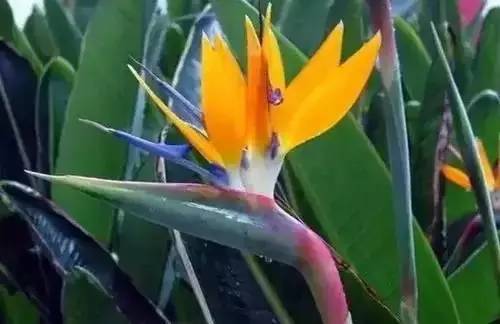 全国56个城市的市花,全国56个城市市花一览