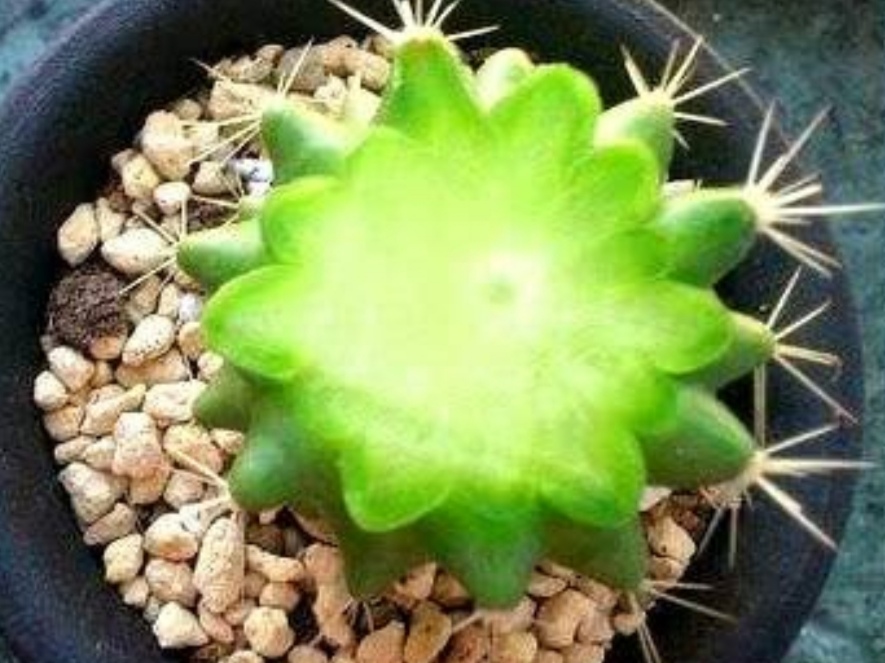 仙人球腐烂早期如何挽救,仙人球腐烂的原因及处理方法
