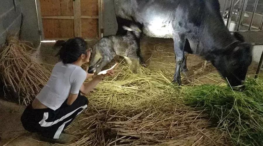 杭州90后姑娘大山里养牛,临安美女养牛