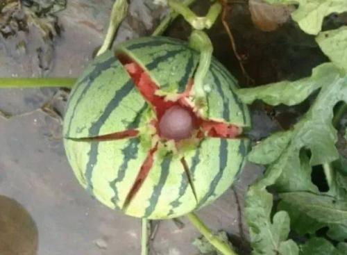 西瓜下冰雹如何预防,西瓜被冰雹砸还能活吗