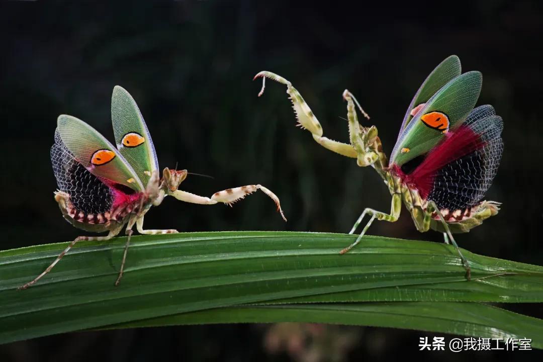 第16届国际摄影艺术展获奖作品,第29届全国摄影艺术展览作品集