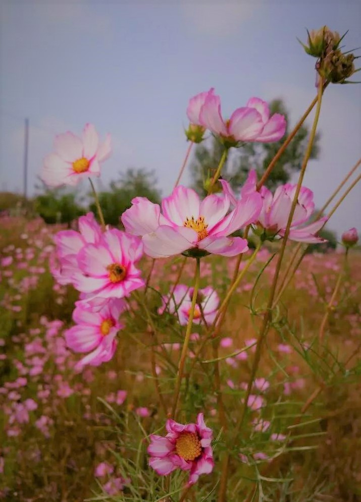大连铭湖牧场十一还值得去吗,大连铭湖牧场多大面积