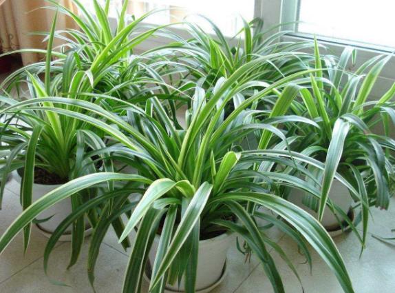 打完豆浆的豆渣如何做肥料,豆浆的豆渣能当肥料吗