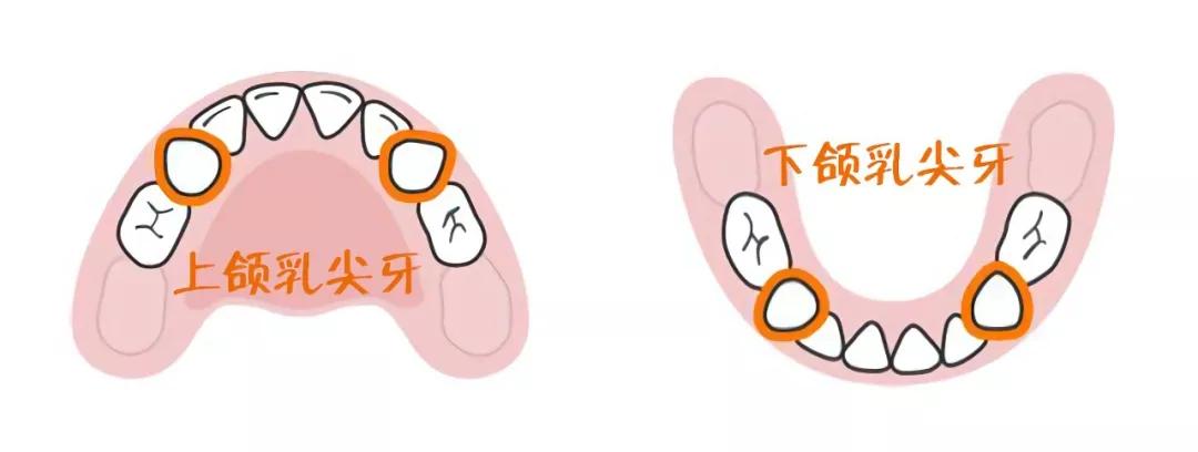 可可爱爱的小老虎能养吗,可可爱爱的猫科动物