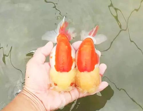 鱼缸水发腥？发臭？今天就办它