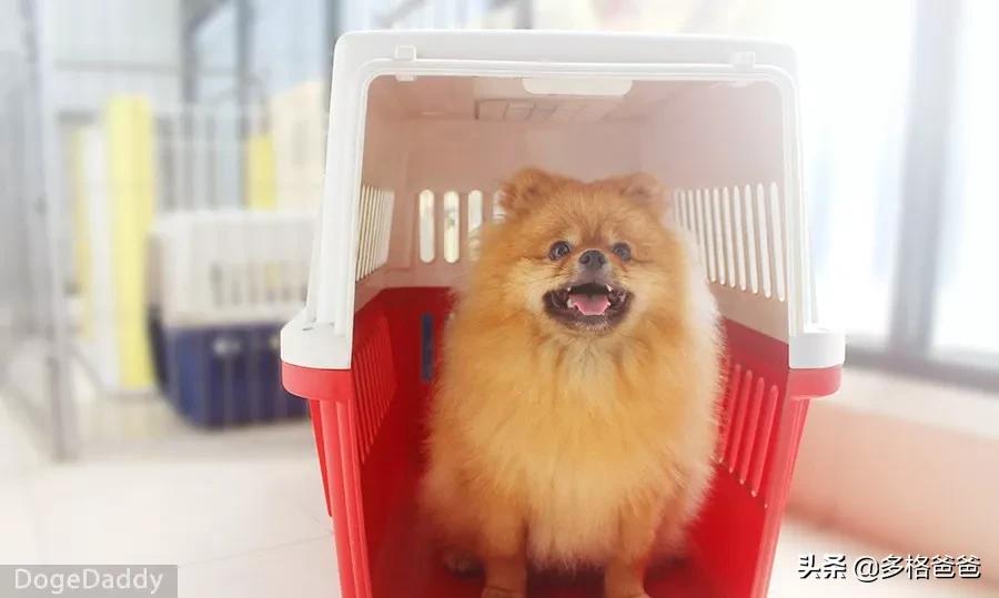 带狗狗回家过年注意事项,过年回家怎么带狗狗回去