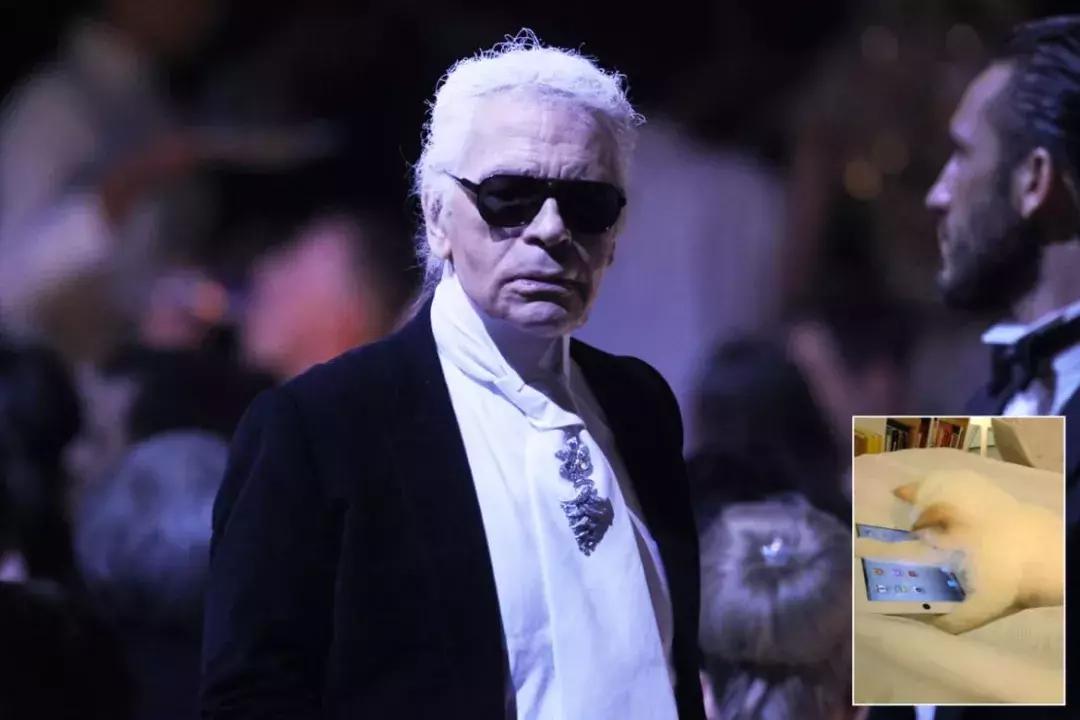 大熊猫一年可以赚钱几个亿,一只猫一年挣3000万