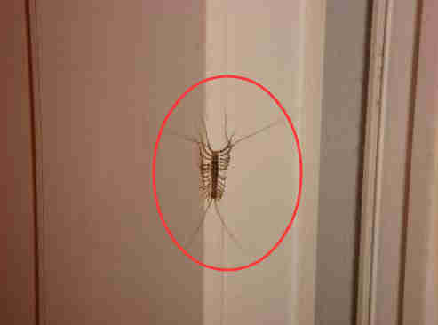 家里看到这种虫子千万不要用手打,在家中遇到这些虫子一定要小心