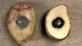 马铃薯豆角病害图谱,马铃薯病害图谱大全