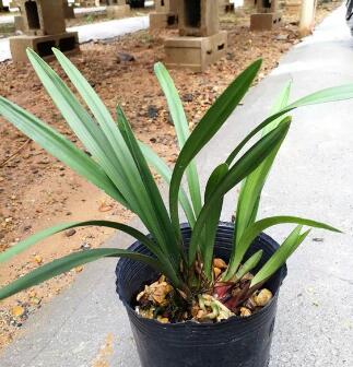 最好养的兰花品种排行榜,奇香兰花品种