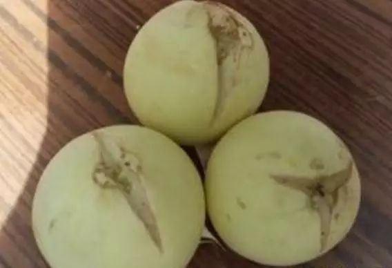 香瓜裂根后怎么办,香瓜幼瓜开裂怎么补救