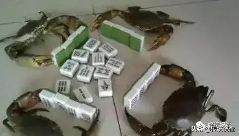 麻将技术顺口溜大全搞笑,戏说麻将顺口溜大全搞笑