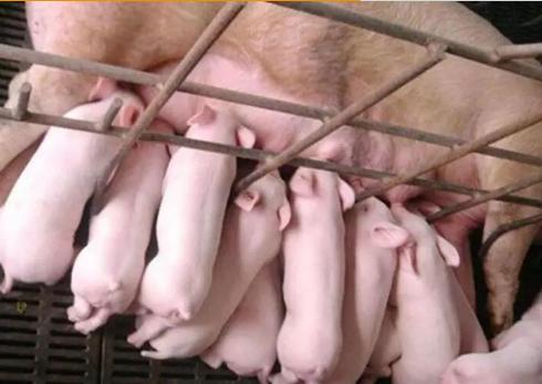 如何提高一胎母猪采食量,母猪产后饲喂量怎么掌握