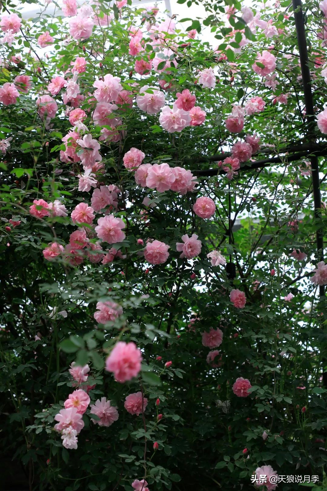 都说“最美人间四月天”，应该就是月季开花的模样吧！