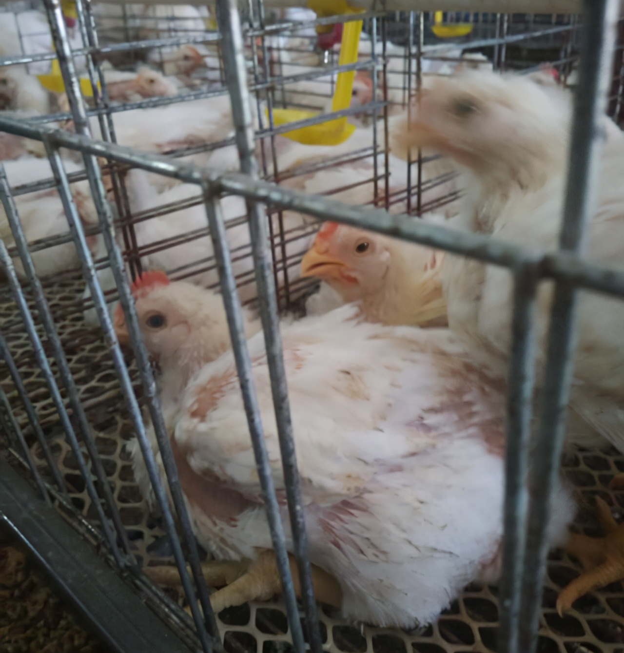 养鸡过程中鸡生病了怎么办,鸡得了高温病的解决方法