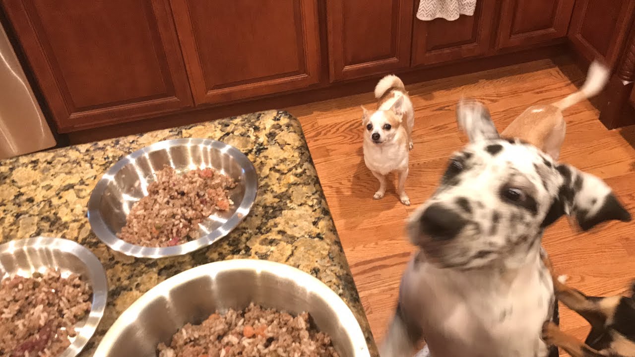 狗狗要给狗粮加热,冬天狗应该怎么吃狗粮呢