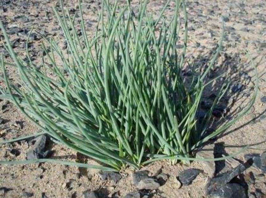 夜读散文流淌在岁月中的甜蜜,夜读散文青春的味道