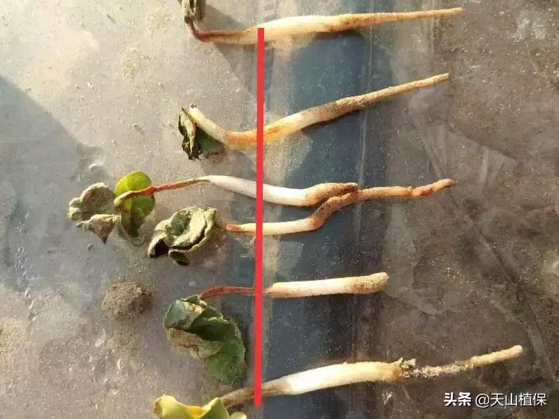 棉花现阶段死苗原因,棉苗冻害最快的解决方法