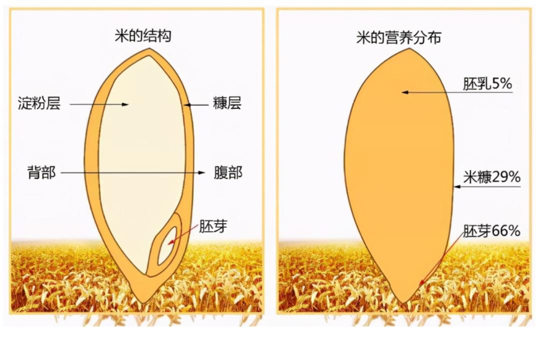 宝宝专用胚芽米是智商税吗,给宝宝熬粥有必要买胚芽米吗