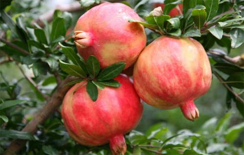 春季盆栽石榴花开花,石榴花盆栽怎样开花多