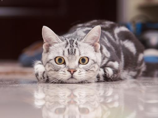 买一只美短猫,买一只猫咪一共花多少钱