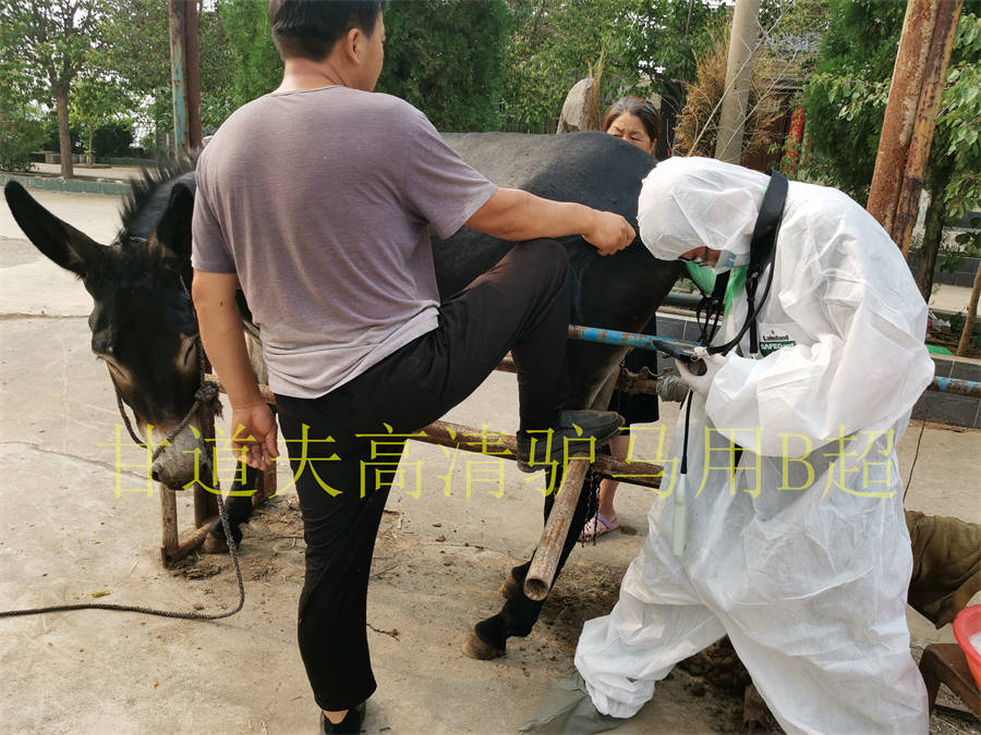 高清驴用B超马用B超测孕方法图像分析判断教程