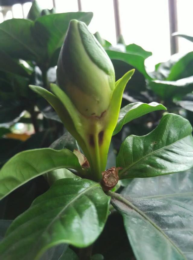 栀子花养护方法水培,栀子花水培养护开花技巧