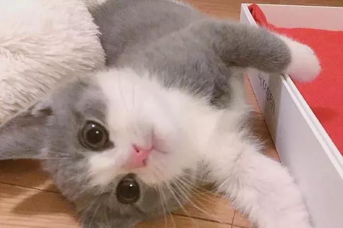 猫咪怀孕怎么去医院检查,猫咪怀孕怎么才知道