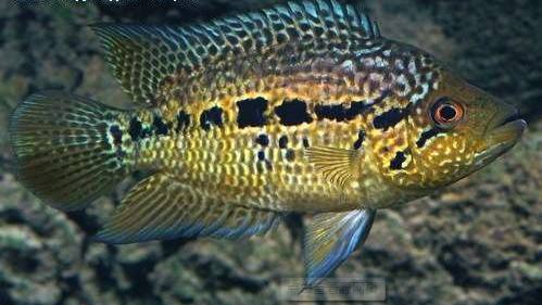 南美慈鲷,慈鲷有黑色的吗