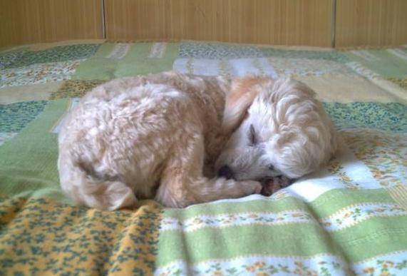 泰迪犬的睡姿图片,泰迪犬如何睡觉