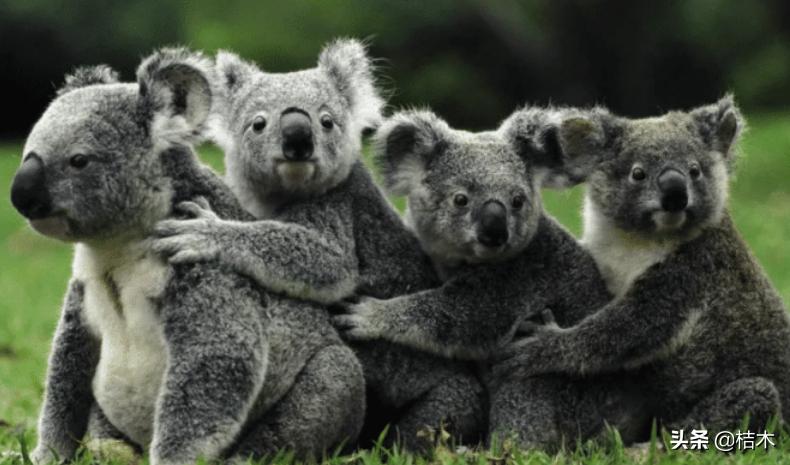 桉树为什么叫畜生桉,桉树为什么会被骂