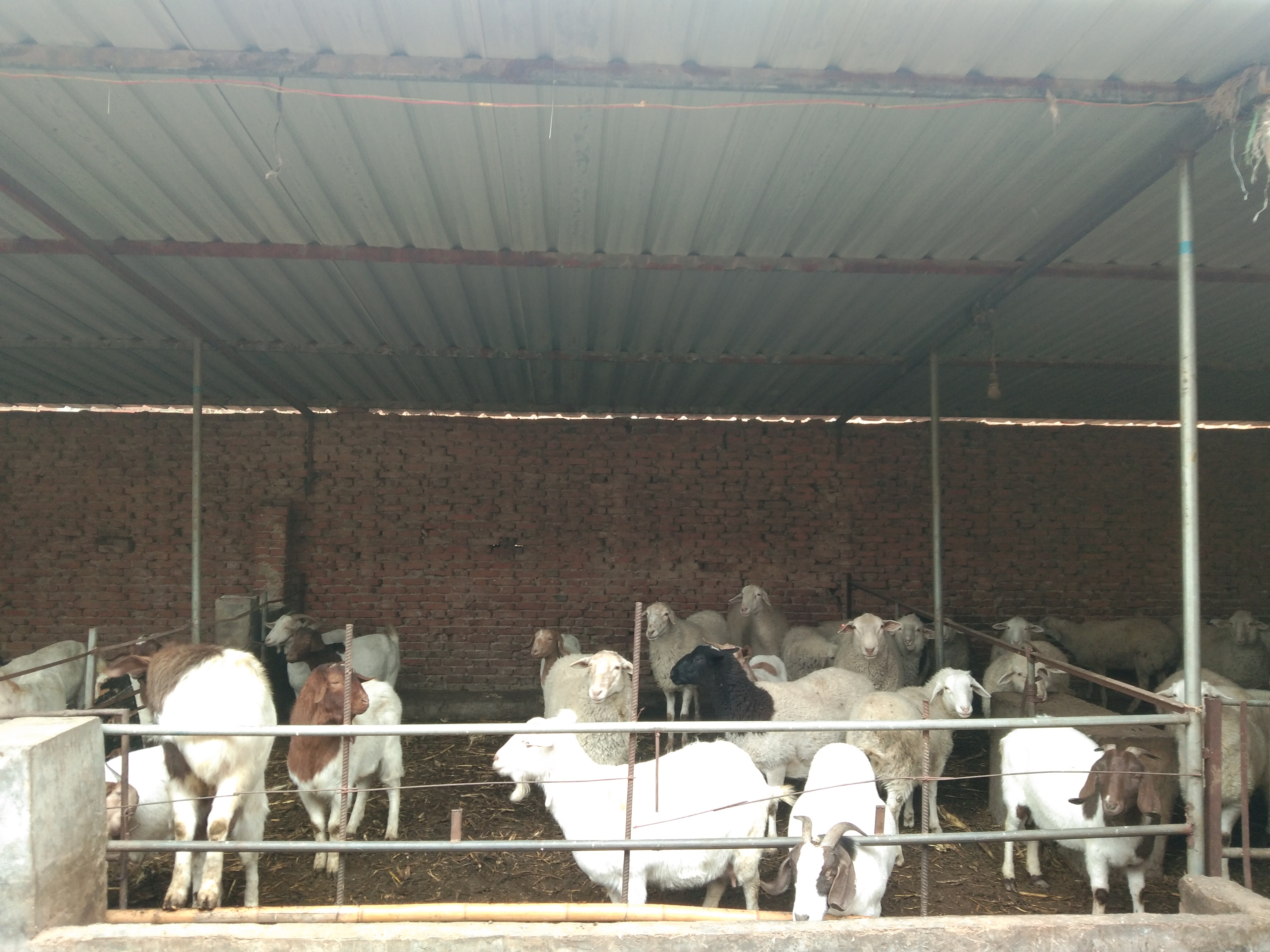 羊瘫痪生不出小羊怎么办,圈养羊最容易得啥病